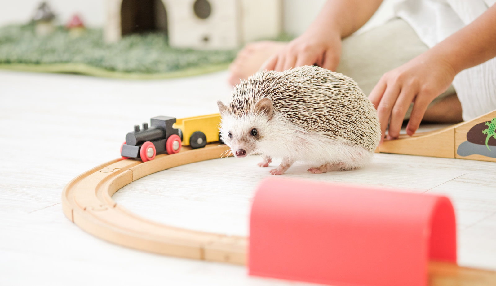 木製の線路おもちゃの上を歩く小さなハリネズミと赤いトンネル