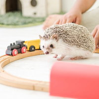 木のレールのおもちゃで飼い主と遊ぶハリネズミの動物の写真
