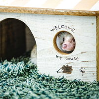 小屋の丸い窓から顔を出すハリネズミのペット写真の写真