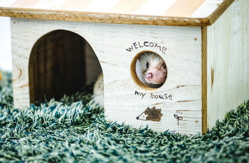 小屋の丸い窓から顔を出すハリネズミのペット写真