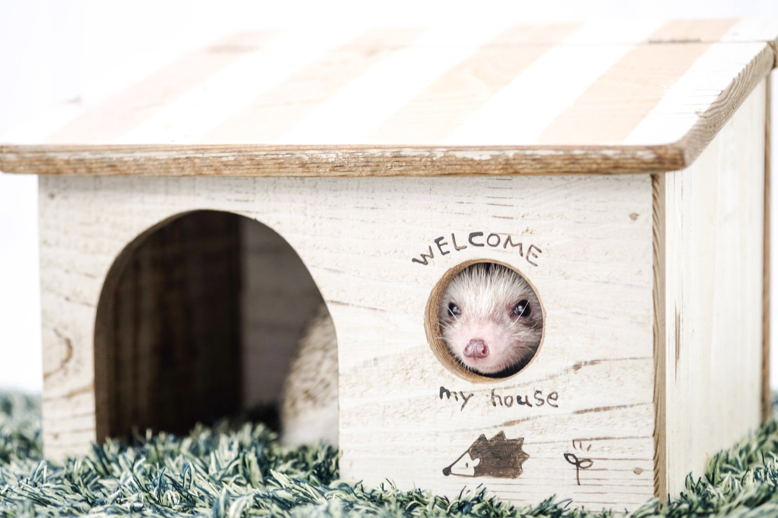 白い小屋の丸い窓から顔を出すハリネズミ