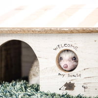 白い小屋の丸い窓から顔を出すハリネズミのペットの写真