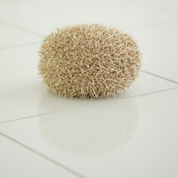 白い床の上で丸くなった薄茶色のトゲトゲしたハリネズミの写真