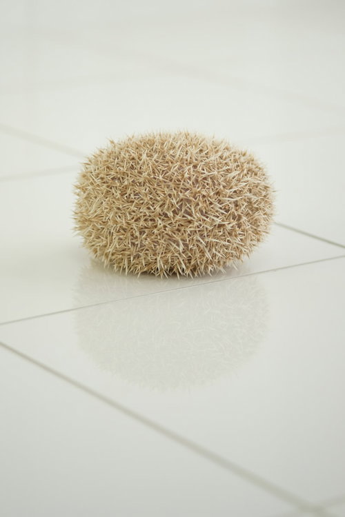 白い床の上で丸くなった薄茶色のトゲトゲしたハリネズミ