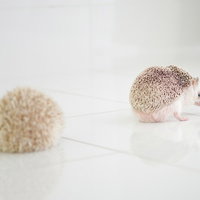 一途な想いのハリネズミ、白い背景に寄り添って並ぶの写真
