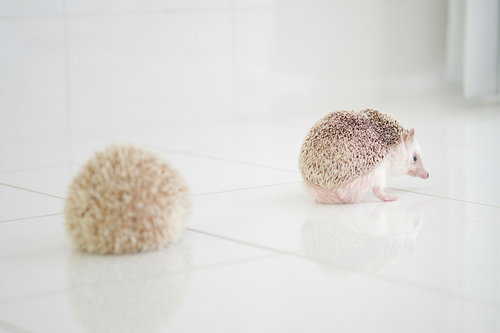 一途な想いのハリネズミ、白い背景に寄り添って並ぶ