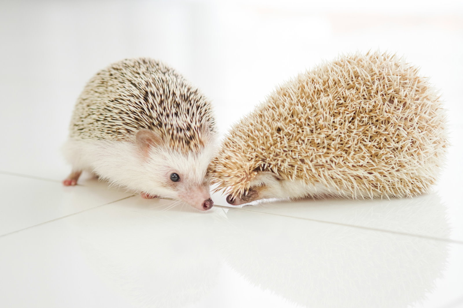 白い背景で鼻を寄せ合う2匹のハリネズミ