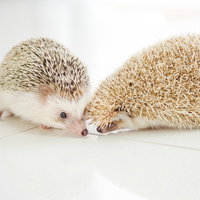 鼻を寄せ合うハリネズミカップルがチューをせがむの写真
