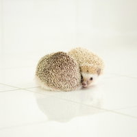 白い背景で身を寄せ合うハリネズミのカップルの写真