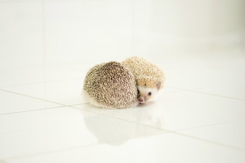 白い背景で身を寄せ合うハリネズミのカップル