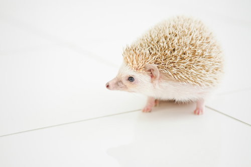 つぶらな瞳であたりを気にするハリネズミの横顔