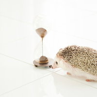 砂時計を眺めて残り時間を気にするハリネズミの写真