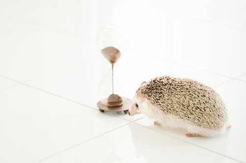 砂時計を眺めて残り時間を気にするハリネズミ