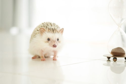 砂時計を見つめながら時間停止するハリネズミ