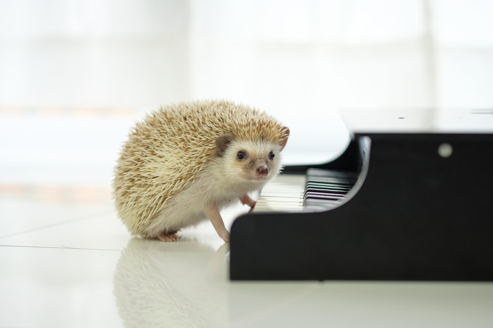 黒いピアノの鍵盤の前に立つハリネズミ