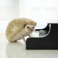 ピアノの鍵盤の前に立つハリネズミが演奏中の写真