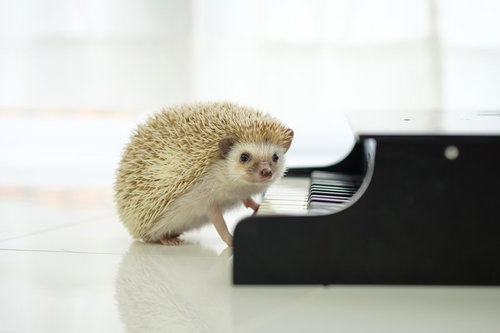 ピアノの鍵盤の前に立つハリネズミが演奏中