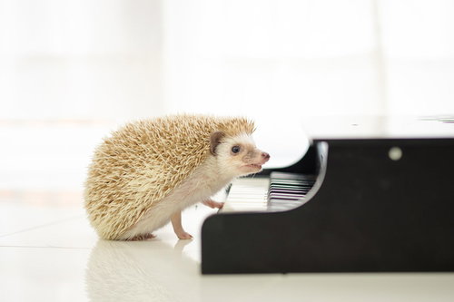 ピアノの黒い鍵盤に手をかけるかわいいハリネズミのポートレート