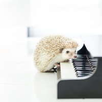 黒いピアノの鍵盤を前足で押すかわいい白いハリネズミの写真