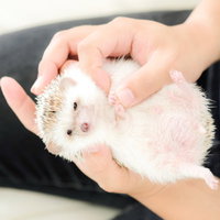 両手で包まれてお腹を触られるハリネズミの仰向けマッサージの写真