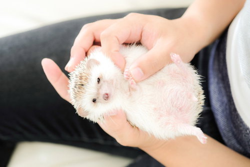 両手で包まれてお腹を触られるハリネズミの仰向けマッサージ