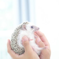 両手であやされるハリネズミの写真