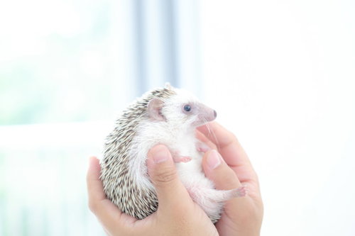 両手であやされるハリネズミ