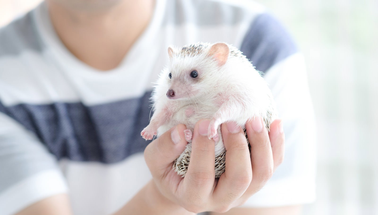 手のひらに乗った白いハリネズミが丸くなっている様子