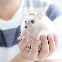 片手に収まるまんまる白いハリネズミの可愛い姿の写真