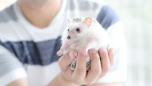 片手に収まるまんまる白いハリネズミの可愛い姿