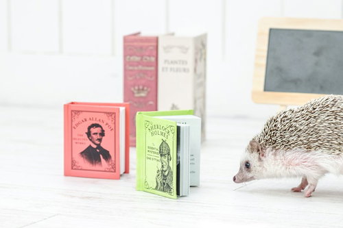 新刊に興味津々のハリネズミと積み重ねた本
