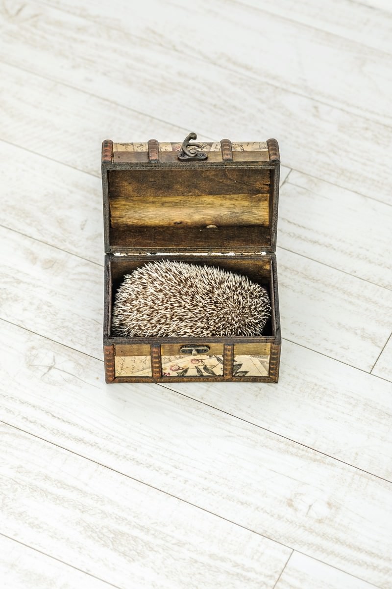 古い木製トランク型の箱が開いた状態で、中に丸く体を丸めたハリネズミが入っている