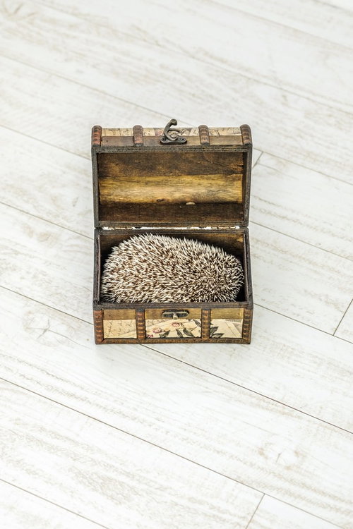 宝箱パカッ！ はりねずみによって3のダメージ