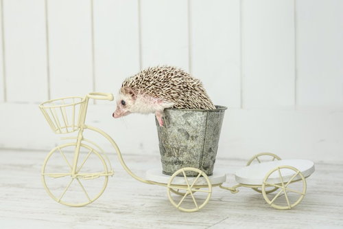 白い装飾用自転車に乗る小さなハリネズミの愛らしい姿