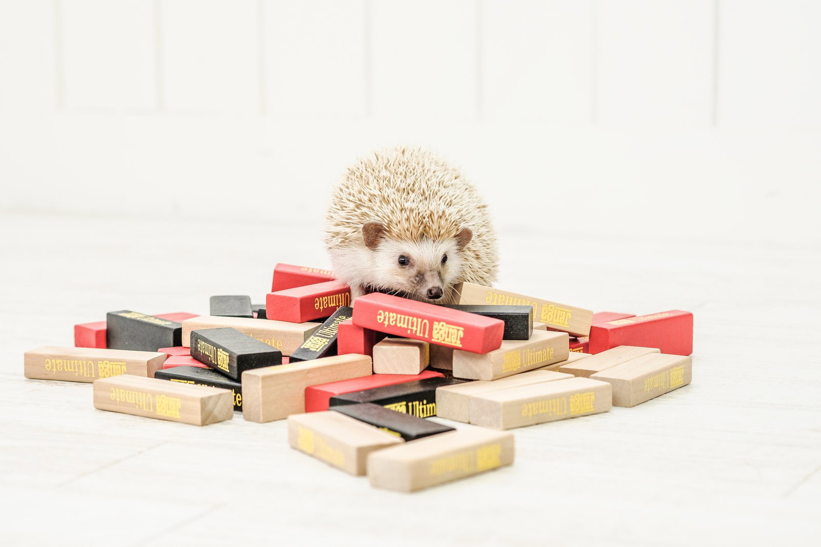 ジェンガブロックの上に乗って積み木を倒すハリネズミ