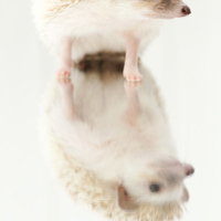 白い背景のミラーの上に乗るハリネズミと反射の写真