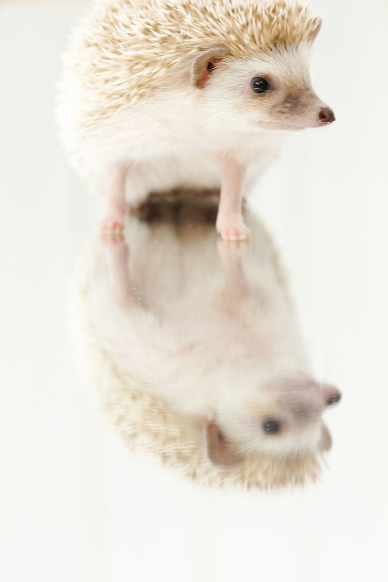 白い背景のミラー上に立つハリネズミと反射で映り込む姿