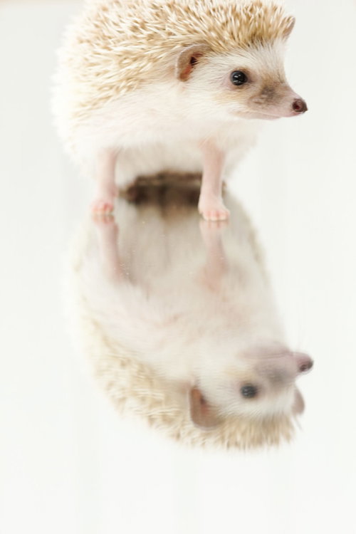 白い背景のミラーの上に乗るハリネズミと反射