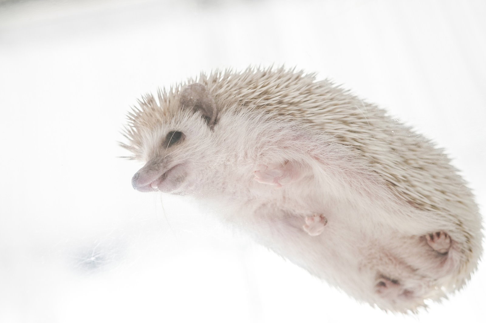 白いハリネズミが透明な板の上に乗り、その下から見上げると小さな手足と腹側が見える様子