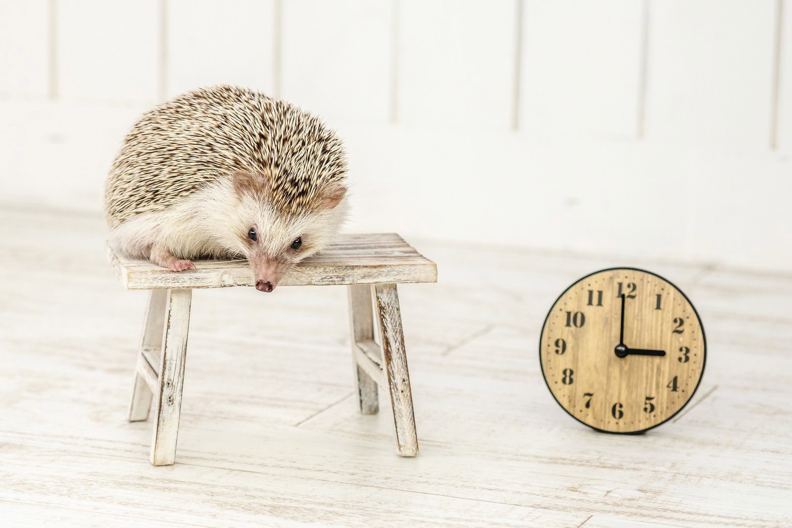 木製スツールの上で丸くなって眠るハリネズミとアナログ時計