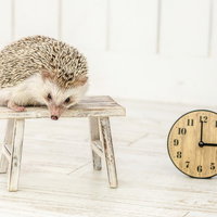 午後3時まで寝てもうた、木製スツールで昼寝するハリネズミの写真