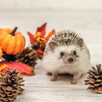 秋の装飾品に囲まれた松ぼっくりとハリネズミの写真