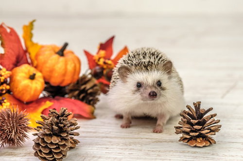 秋の装飾品に囲まれた松ぼっくりとハリネズミ