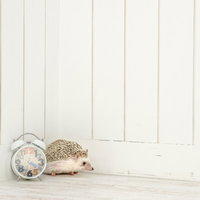 待ち合わせの時刻を過ぎても待ち続けるハリネズミと時計の写真