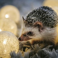 光るボール型イルミネーションに囲まれたハリネズミの写真
