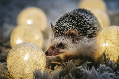 光るボール型イルミネーションに囲まれたハリネズミ