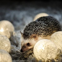 卵の殻から顔を出すハリネズミのライトアップの写真