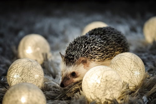 卵の殻から顔を出すハリネズミのライトアップ