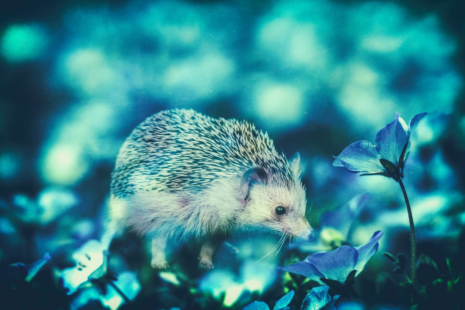 青い色調のコスモス畑で小さなハリネズミが花に囲まれている合成写真