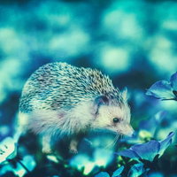コスモスの花々に包まれるハリネズミのフォトモンタージュの写真